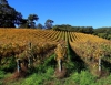 1 млрд евро в год теряют французские виноделы