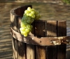 "Массандра" будет возрождать крымские сорта винограда
