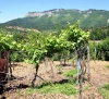 «Массандра» в 2016 году заложит 145 гектаров виноградников