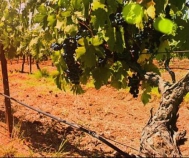 ГК "Ладога" вывела на рынок новый продукт, став эксклюзивным дистрибьютором испанских игристых вин "Кава Нувиана" (Cava Nuviana) на территории России