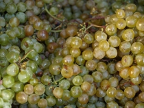 Минсельхоз РФ увеличил субсидии на закладку виноградников более чем в 2,5 раза