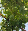 В Ростовской области создается винный кластер "Долина Дона"