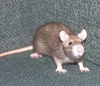 Ученые избавили крыс от алкоголизма