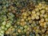 Минсельхоз РФ увеличил субсидии на закладку виноградников более чем в 2,5 раза
