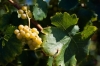 Немецким виноделам запретили говорить о пользе вина для здоровья