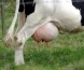 Британский фермер производит водку из молока, популярную среди знаменитостей