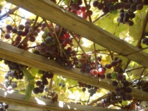 РАР в конце 2015 г намерено внести в правительство законопроект по развитию виноделия в РФ