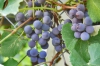 В Крыму учредили ежегодный День виноградарства и виноделия