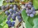 Вино в России признано продукцией сельского хозяйства