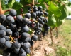 Молдова увеличила экспорт алкогольных напитков. Почти на треть