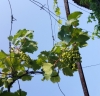 Европейские виноградники пострадали от заморозков