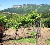 Кубань намерена добиться разрешения на лицензирование винодельческих хозяйств